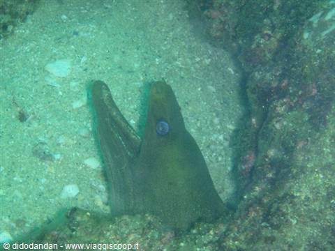 Green moray eel hiding among rocks in Cabo Pulmo