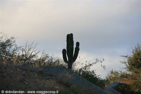 Saguaro cactus silhouetted among dry shrubs on desert hillside