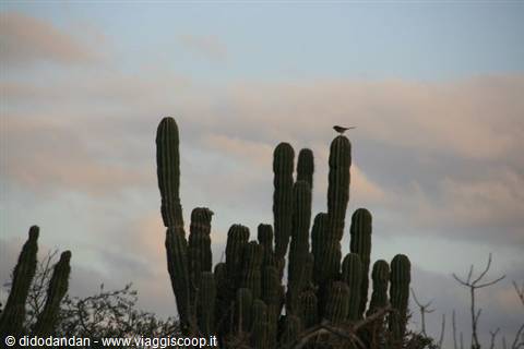 Small bird perched on a tall cardón cactus against cloudy sky in Cabo Pulmo