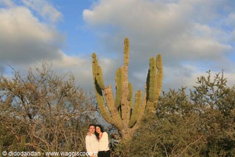 Couple beside a large cardón cactus among desert shrubs, cloudy sky