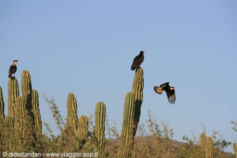 Caracaras and a raptor perched on cardon cacti at Cabo Pulmo, one taking flight
