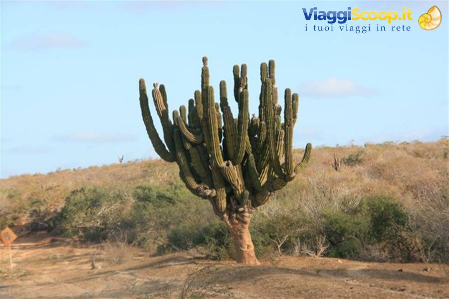 Huge saguaro cactus along the desert road of Baja California