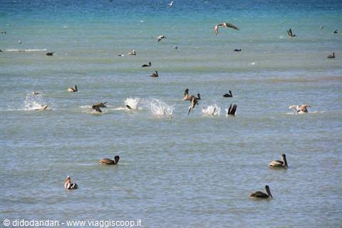 Pelicans and seabirds diving to hunt in the turquoise sea of Cabo Pulmo