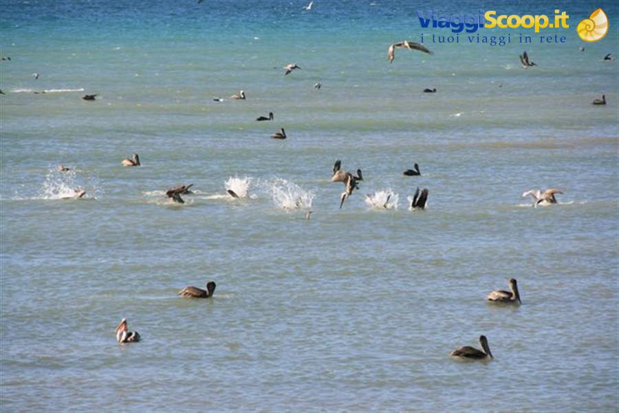 Pelicans and seabirds diving to hunt in the turquoise sea of Cabo Pulmo
