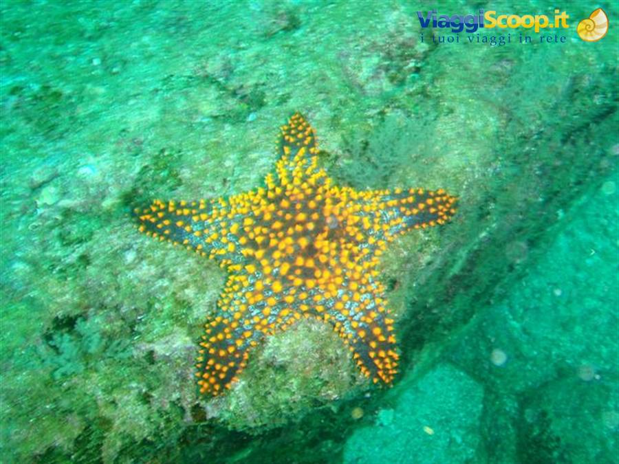 Yellow and gray sea star on submerged rock, turquoise water at Cabo Pulmo