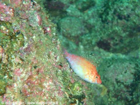 Small orange fish among algae-covered rocks at Cabo Pulmo