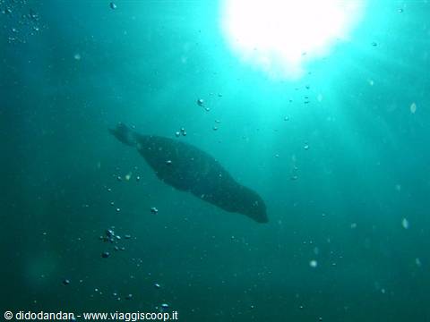 Sea lion swimming in turquoise water, bubbles and sunlight filtering from above