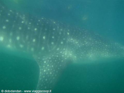 Spotted whale shark swims in the green waters of La Paz