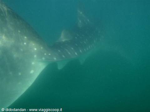 Whale shark with spotted fins swims through murky green water in La Paz