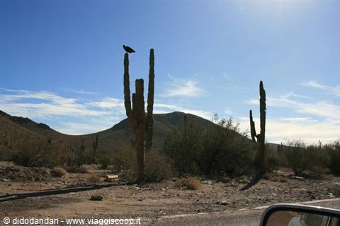 Crow perched on a giant cardon cactus in the Guerrero Negro desert