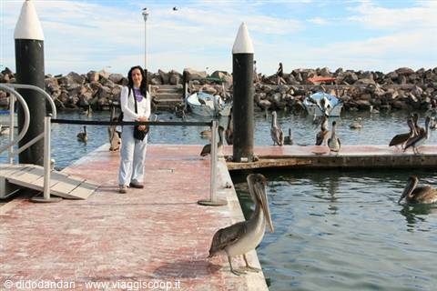 Woman on Cabo San Lucas dock among pelicans and boats