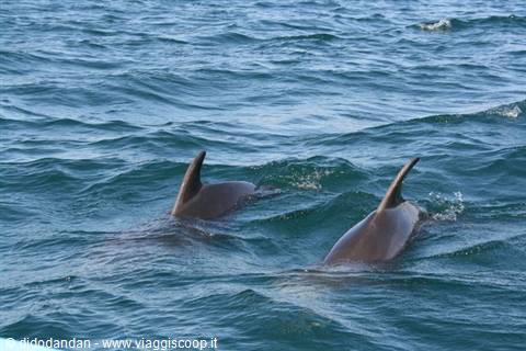 Two dolphins swim at the surface in the blue sea of Cabo Pulmo