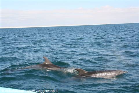 Dolphins swim beside the boat in the blue sea of Guerrero Negro