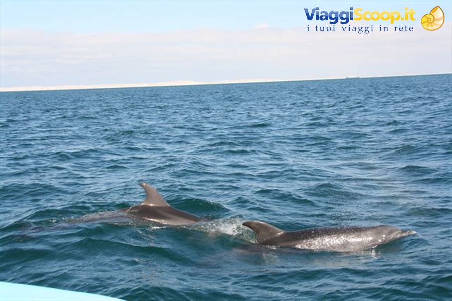 Dolphins swim beside the boat in the blue sea of Guerrero Negro
