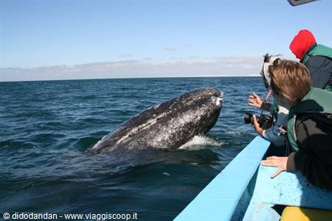 Tourists on a boat photograph a gray whale surfacing near Guerrero Negro