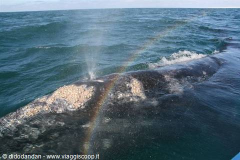 Gray whale blows beside the boat, its spray forming a rainbow at Guerrero Negro
