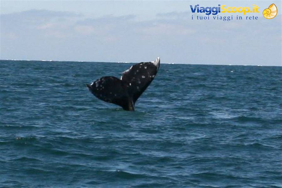 Gray whale fluke diving into the sea at Guerrero Negro