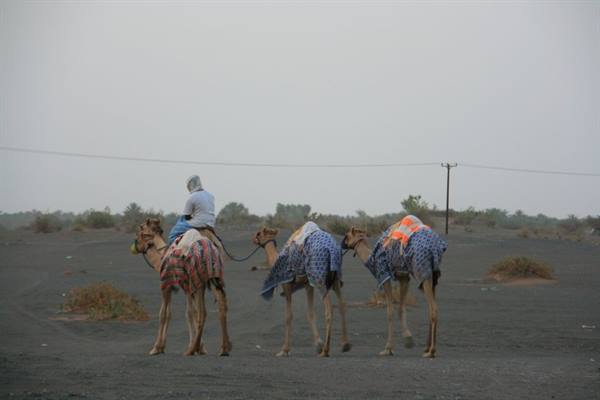 Camel driver leading three draped camels under a grey sky