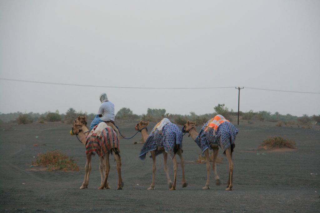 Camel driver leading three draped camels under a grey sky