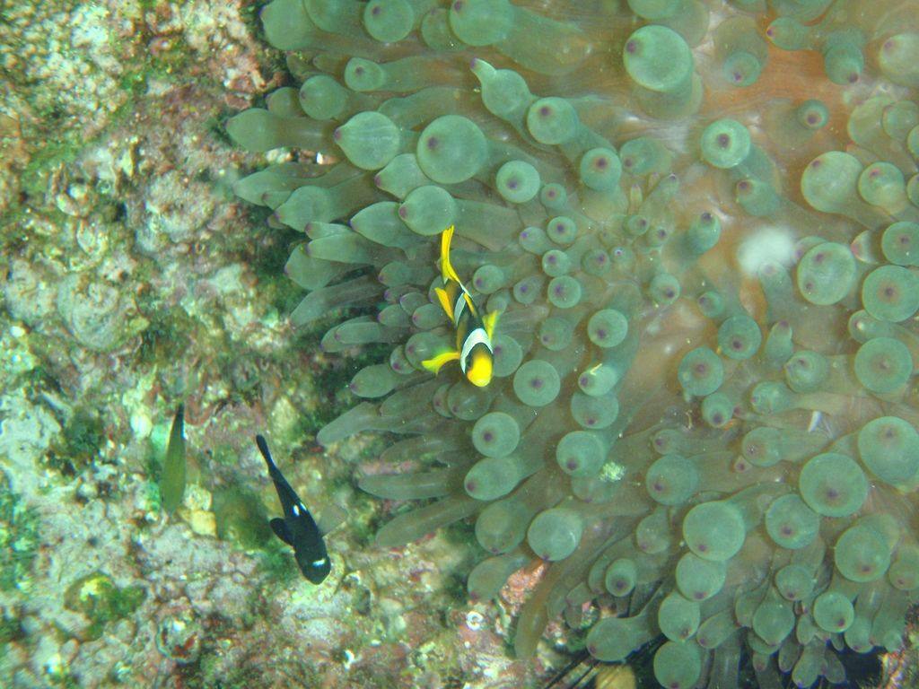 Yellow and black clownfish swims among green tentacles of a sea anemone