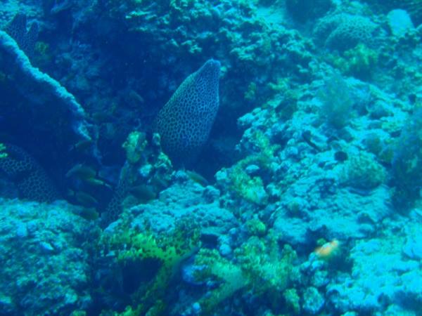 Spotted moray eel among corals on the reef, blue underwater light