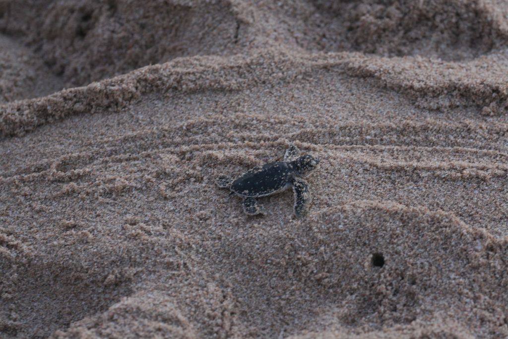 Baby sea turtle crosses the sand toward the ocean