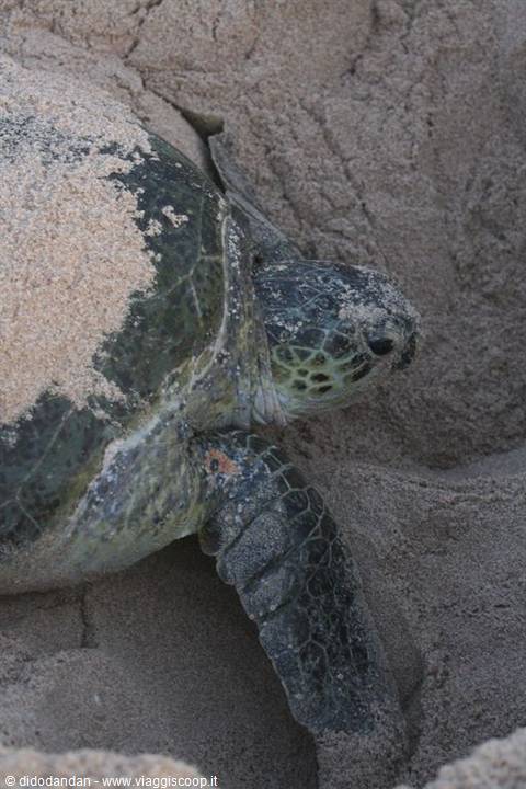 Sand-covered sea turtle digging her nest in the dunes