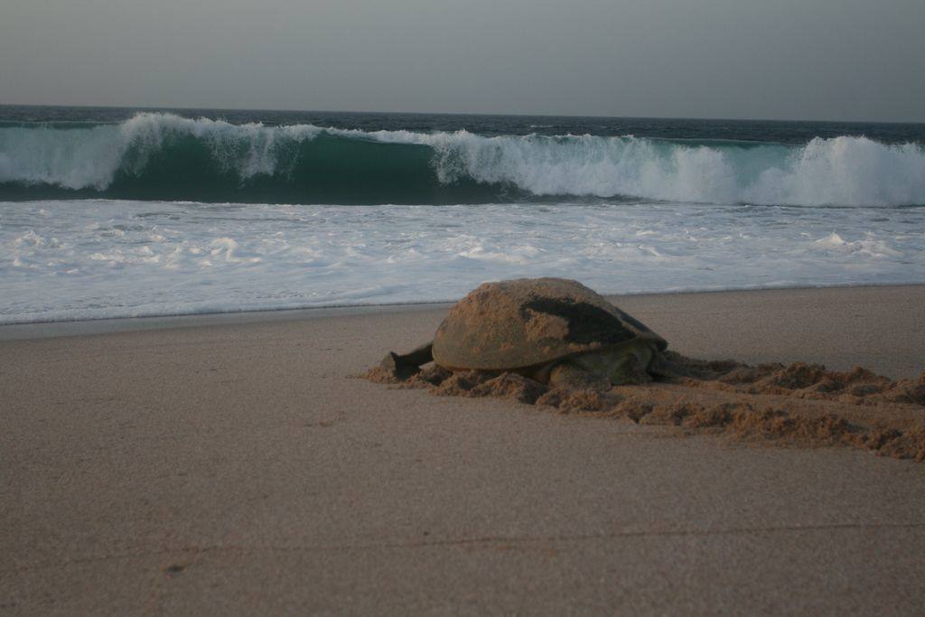Sand-covered sea turtle crawling up the beach after nesting