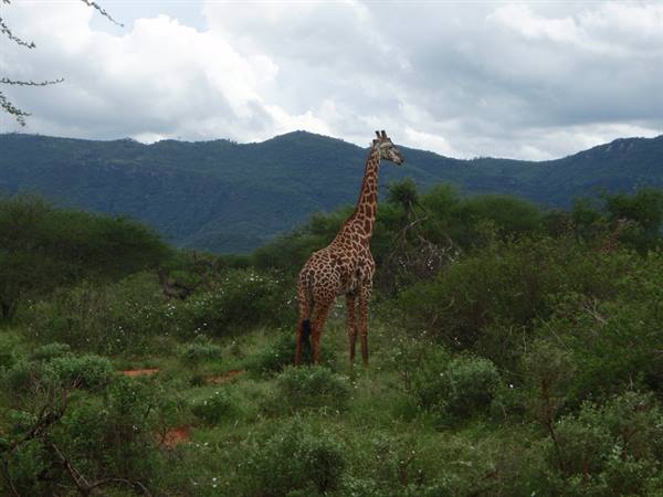 Tsavo East