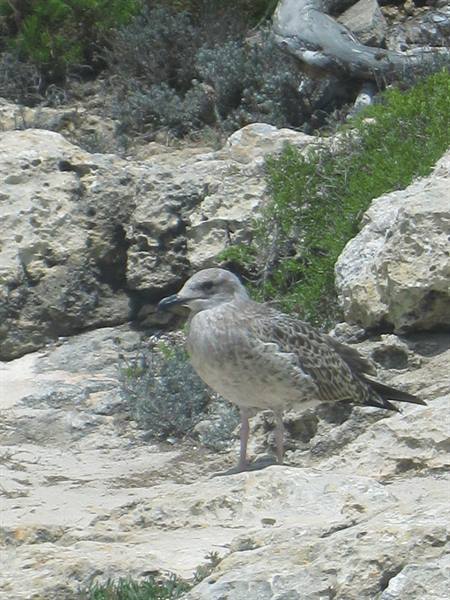 Young seagull standing on pale rocks among green shrubs