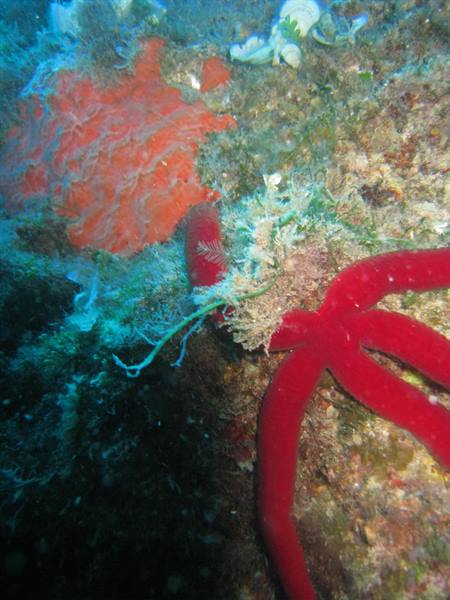 Red starfish on rocky seabed beside orange sponge, murky blue-green light