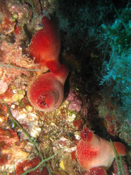 Red sea squirts (Halocynthia papillosa) lit by dive torch on rocky reef