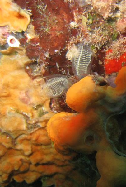 Transparent sea squirts and orange sponges on the underwater rocky wall