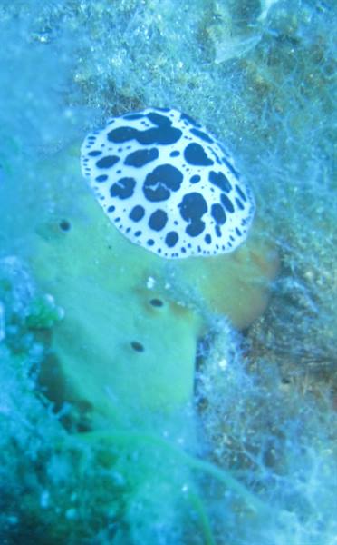 White sea slug Discodoris atromaculata with black spots on yellow sponge underwater