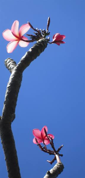 Plumeria branches with pink flowers against a deep blue sky