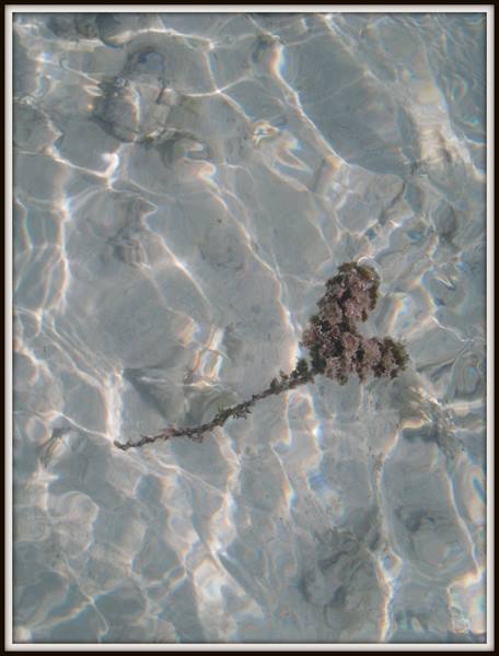 heart algae... :)