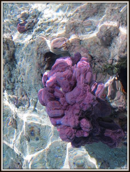 Purple sponge underwater in clear water among sunlit rocks