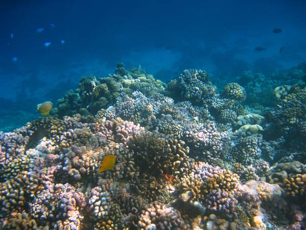 Orange tropical fish swim over colorful corals in clear blue water