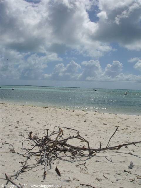 Dry branches on white sand, turquoise water and clouds in blue sky