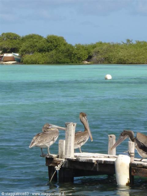 pelicans...of gran Roque