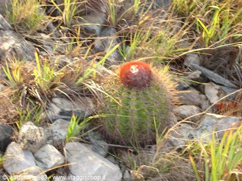Cactus