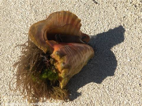 Large brown conch shell with seaweed on pale sand, sharp sunlight shadow