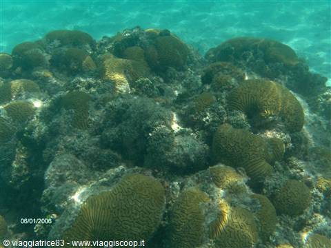 Brain corals beneath crystal-clear water, sunlight filtering through the sea
