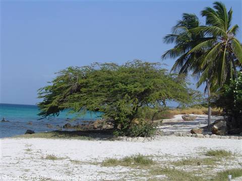 Wind-bent divi-divi tree on white sand beach, turquoise Caribbean sea, palm trees