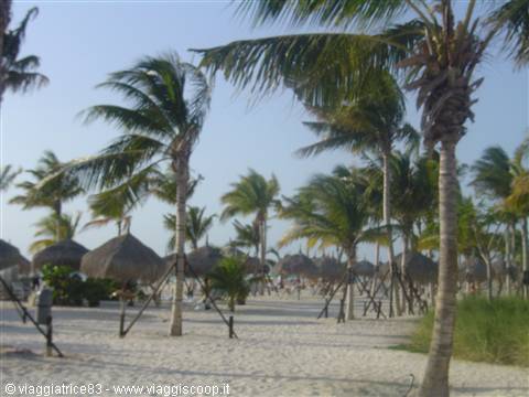 Palm trees swaying in the wind above straw umbrellas on a sandy beach