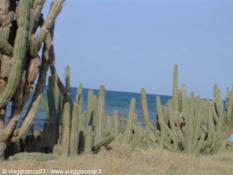 Cactus on the coast