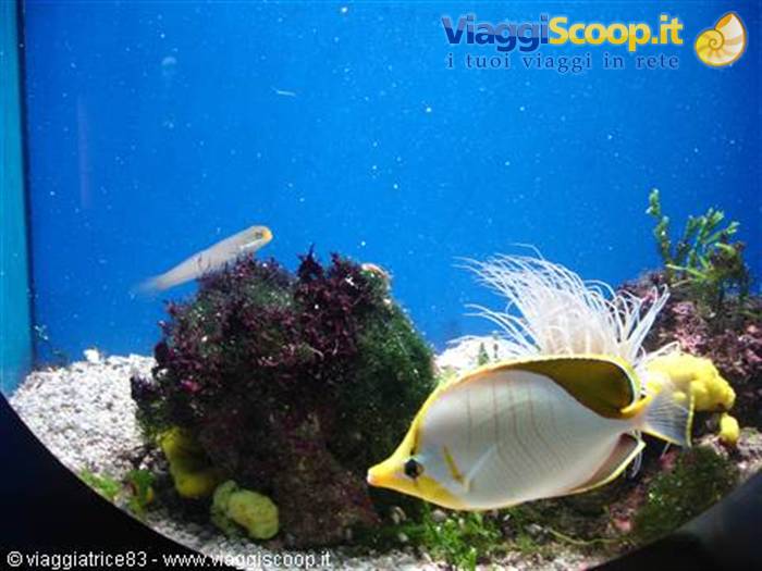 Yellow butterflyfish swimming among corals and fan worm in aquarium tank