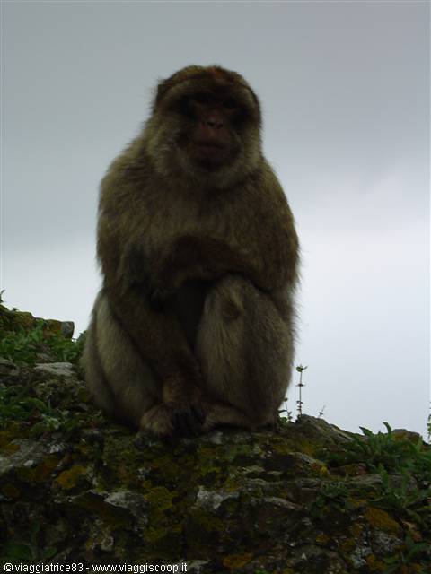 the intruding little monkey in Gibraltar