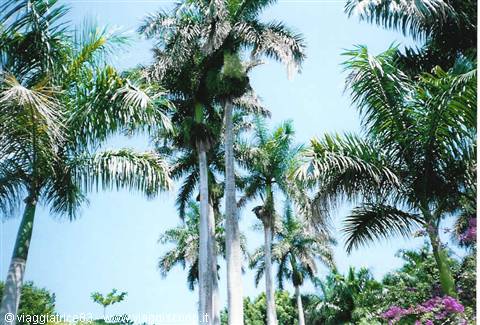 Tall royal palms with pale trunks crisscross against the blue sky