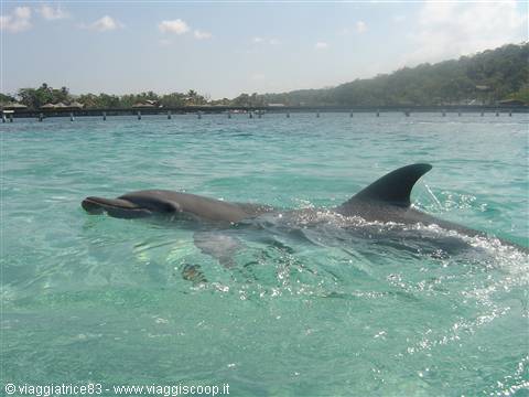 Dolphin swimming in turquoise water in front of overwater bungalows